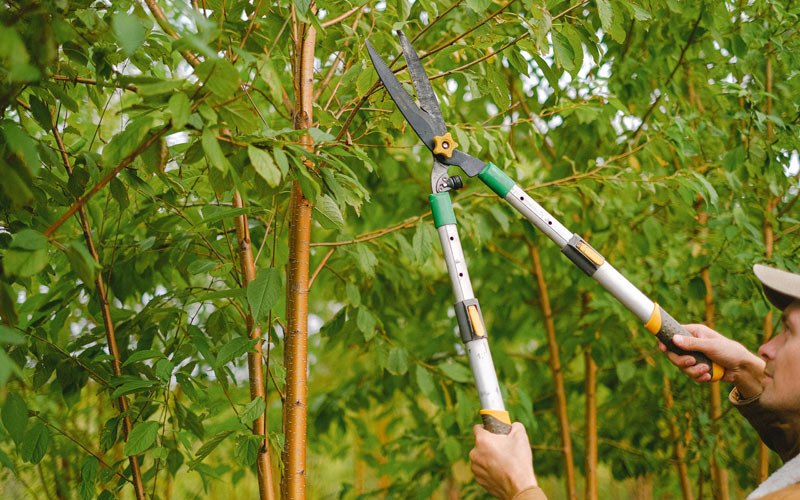 Tree trimming in Orleans, NE